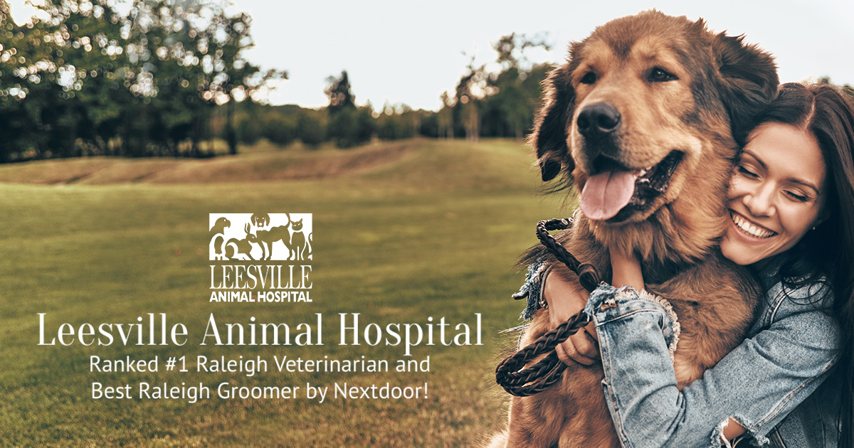 Animal Hospital in Raleigh | Leesville Animal Hospital