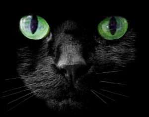 close up of black cats eyes