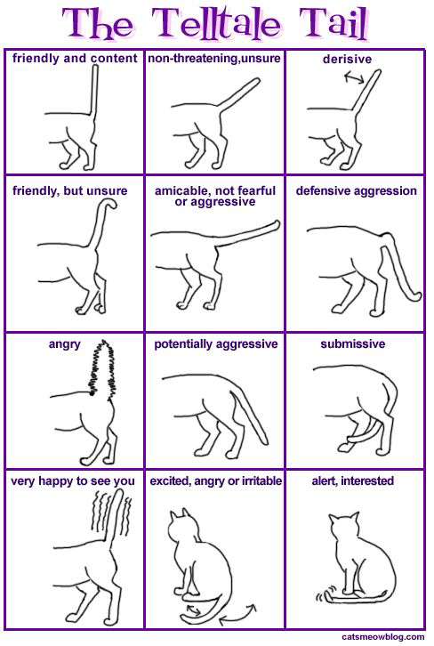 chart of cats tale
