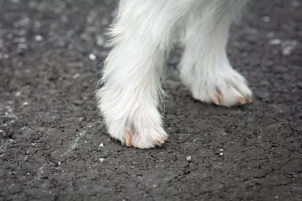 Why Do My Dog's Feet Smell Like Fritos? - Leesville Animal Hospital