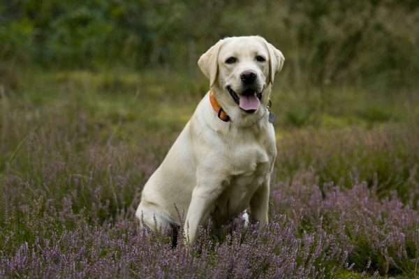 Labrador in field with purple flowers