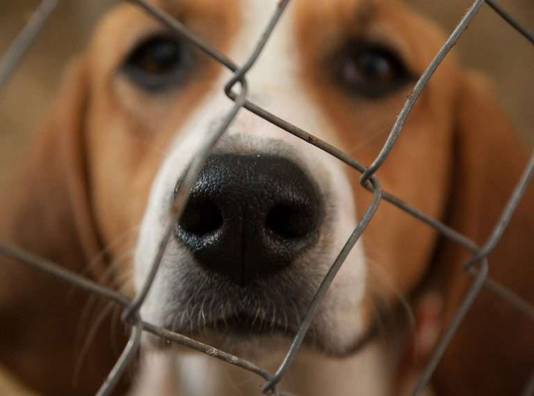 close up of dog behind cage